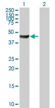 Anti-ACTR10 Mouse Polyclonal Antibody