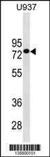 Anti-GOLGA8J Rabbit Polyclonal Antibody (PE (Phycoerythrin))