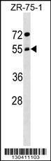 Anti-ARCN1 Rabbit Polyclonal Antibody (APC (Allophycocyanin))