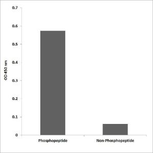 Anti-MAPKAPK-2 (phospho Thr222) antibody