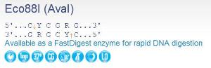 FERMER0381 - ENZYME ECO88I 1000 UNITS