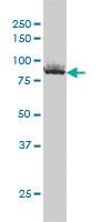 Anti-XRCC5 Mouse Monoclonal Antibody [clone: 3D8]