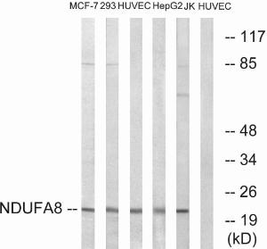 Western blot analysis of lysates from HUVEC, MCF-7, Jurkat, HepG and 293 cells using Anti-NDUFA8 Antibody. The right hand lane represents a negative control, where the antibody is blocked by the immunising peptide