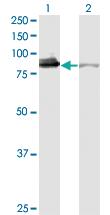 Anti-XRCC5 Mouse Monoclonal Antibody [clone: 3D8]