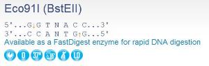 FERMER0392 - ENZYME ECO91I 5000 UNITS