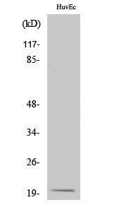 Western blot analysis of various cells using Anti-NDUFA8 Antibody