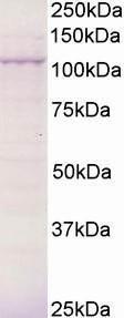 Antibody anti-BCAR3 A83770-100 100 µg