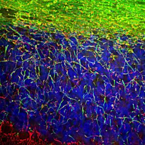 Immunofluorescent analysis of rat brain cerebellum section stained