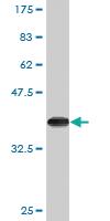 Anti-KLF10 Mouse Monoclonal Antibody [clone: 2E7]