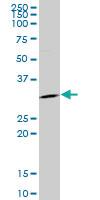 Anti-SFN Mouse Monoclonal Antibody [clone: 1E6]