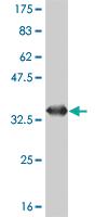 Anti-SNAPC5 Mouse Monoclonal Antibody [clone: 5C3]