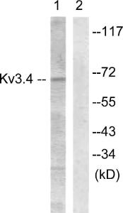 Western blot analysis of lysates from COS7 cells treated with Anisomycin 25ug/ml 30' using Anti-KCNC4 Antibody. The right hand lane represents a negative control, where the antibody is blocked by the immunising peptide