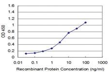 Anti-YBX1 Mouse Monoclonal Antibody [clone: 4C7]