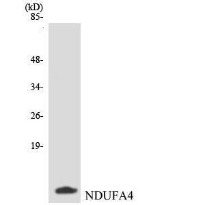 Western blot analysis of the lysates from HepG2 cells using Anti-NDUFA4 Antibody