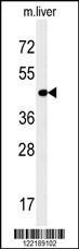 Anti-PAOX Rabbit Polyclonal Antibody (AP (Alkaline Phosphatase))