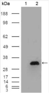 Anti-APOA1 Mouse Monoclonal Antibody [clone: 13B33]