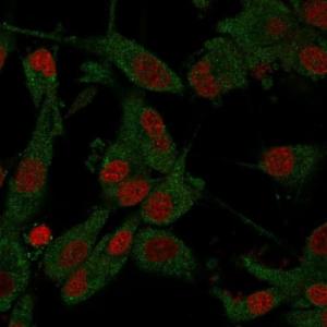 Immunofluorescent analysis of PFA fixed U87 cells stained with Anti-beta Amyloid Antibody [APP/3345] followed by Goat Anti-Mouse IgG (CF&#174; 488) Nuclei counterstained with RedDot