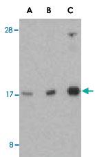 Anti-RHEB Rabbit Polyclonal Antibody