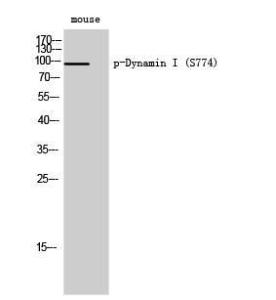 Western blot analysis of mouse cells using Anti-Dynamin-1 (phospho Ser774) Antibody