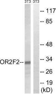 Western blot analysis of lysates from NIH/3T3 cells using Anti-OR2F2 Antibody. The right hand lane represents a negative control, where the Antibody is blocked by the immunising peptide