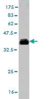 Anti-TSPAN32 Mouse Monoclonal Antibody [clone: 2B4]