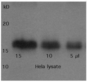 Anti-KDM6B Rabbit Polyclonal Antibody