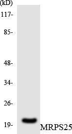 Western blot analysis of the lysates from HepG2 cells using Anti-MRPS25 Antibody