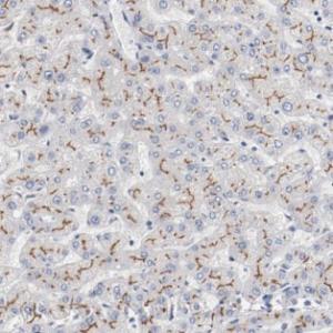 Anti-SYCE1L Mouse Monoclonal Antibody [clone: M21-4]