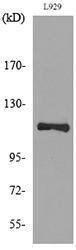 Western blot analysis of lysate from L929 cells using Anti-LAMP1 Antibody