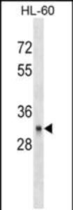 Anti-CD40 Mouse Monoclonal Antibody [clone: 647CT13.2.4]