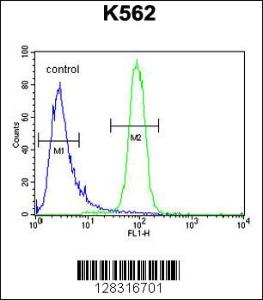 Anti-KLHL40 Rabbit Polyclonal Antibody (AP (Alkaline Phosphatase))