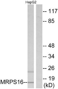 Antibody anti-MRPS16 A96812-100 100 µg