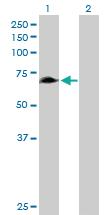 Anti-RHPN1 Mouse Polyclonal Antibody