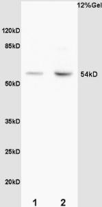 Anti-MEF2A Rabbit Polyclonal Antibody