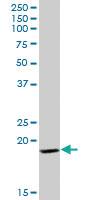 Anti-GP9 Mouse Polyclonal Antibody