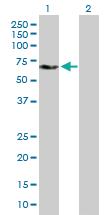 Anti-YES1 Mouse Polyclonal Antibody