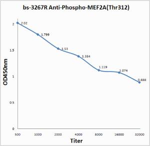 Anti-MEF2A Rabbit Polyclonal Antibody