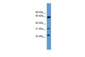 Anti-CLTA Rabbit Polyclonal Antibody