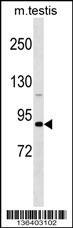 Anti-DDX4 Rabbit Polyclonal Antibody (APC (Allophycocyanin))