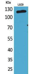 Western blot analysis of L929 cells using Anti-LAMP1 Antibody