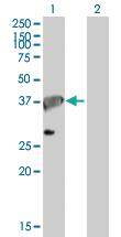 Anti-APEX1 Mouse Polyclonal Antibody