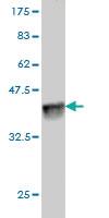 Anti-PLAU Mouse Monoclonal Antibody [clone: 3B8]