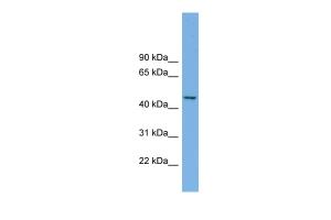 Anti-MIPOL1 Rabbit Polyclonal Antibody