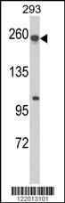 Anti-ABCC5 Rabbit Polyclonal Antibody (FITC (Fluorescein))