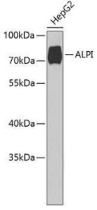 Anti-intestinal alkaline phosphatase antibody