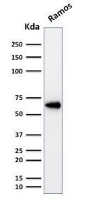 Western blot analysis of Ramos cell lysate using Anti-OCT-2 Antibody [Oct2/2137]