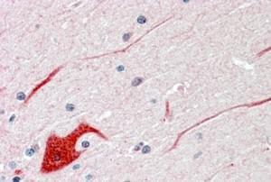 Anti-SHP2 Antibody (A83775) (3.75 µg/ml) staining of paraffin embedded Human Cerebellum. Steamed antigen retrieval with citrate buffer pH 6, AP-staining