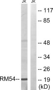 Western blot analysis of lysates from Jurkat cells using Anti-MRPL54 Antibody. The right hand lane represents a negative control, where the antibody is blocked by the immunising peptide.