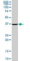 Anti-APEX1 Mouse Polyclonal Antibody