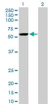 Anti-YES1 Mouse Monoclonal Antibody [clone: 2F4]